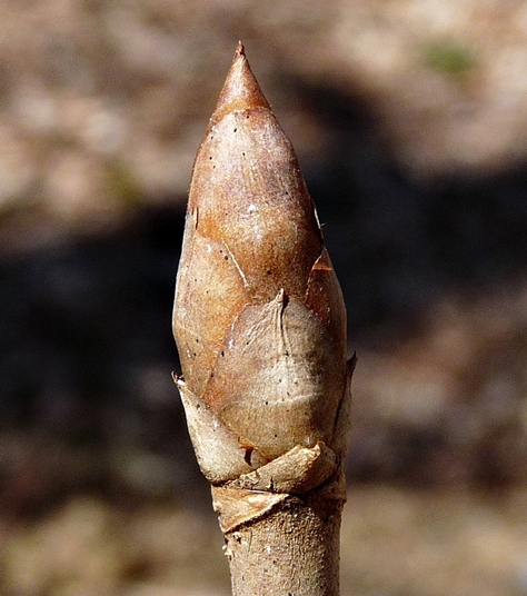 {Acer flava}